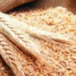 عطاء لشراء كميات من القمح