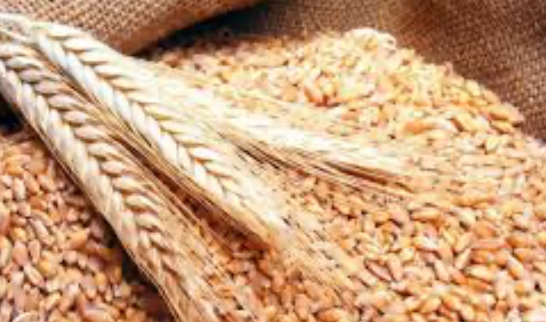 عطاء لشراء كميات من القمح