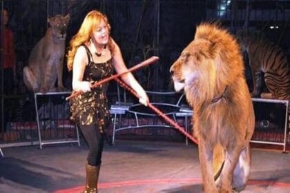 مصر: أزمة «سيرك طنطا» تصل البرلمان.. وتحرك نيابي لحظر استخدام الحيوانات المفترسة