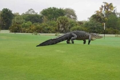 ضيف غير متوقع يقتحم مباراة غولف في كارولينا