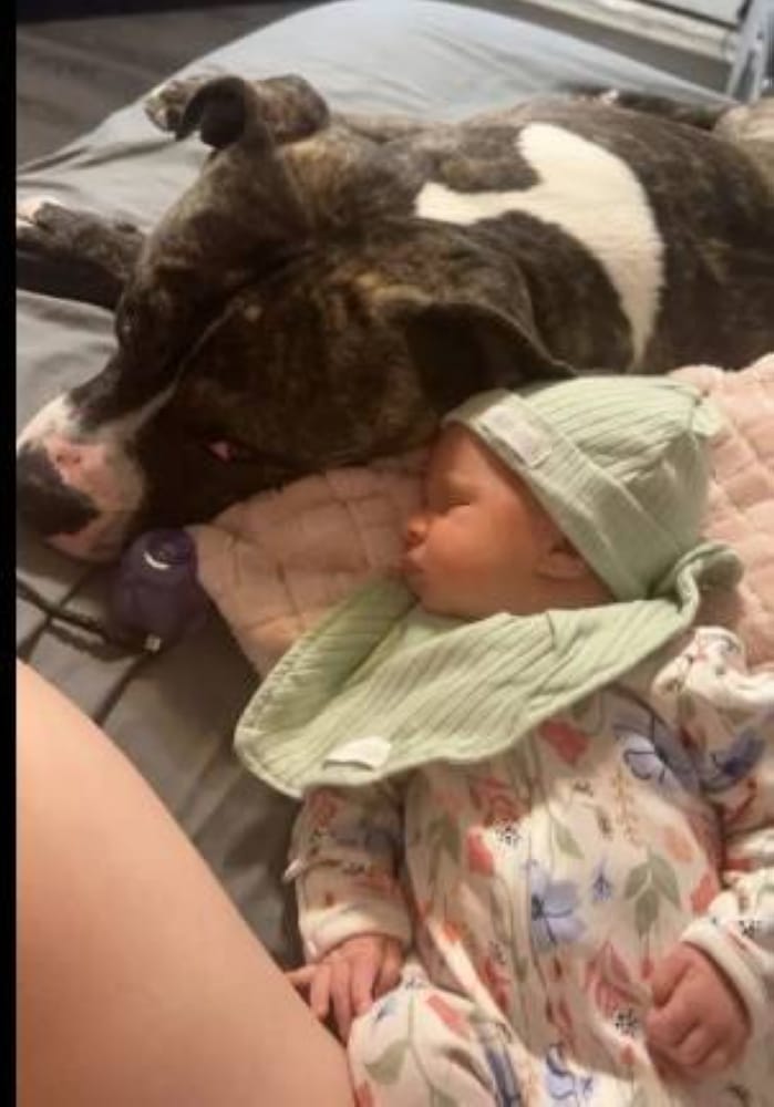 كلب «بيتبول» يلتهم رضيعة في «أوهايو» كلب «بيتبول» يلتهم رضيعة في «أوهايو»