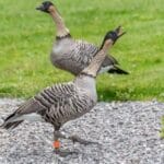 من السماء إلى الأرض.. «الإوز» يضع وزارة الدفاع الكندية في حالة تأهب