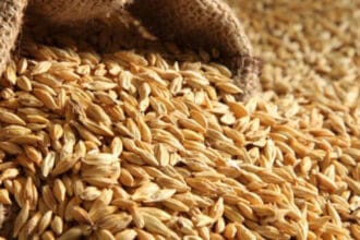 طرح عطاء لشراء كميات من الشعير