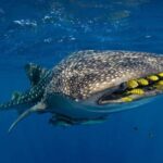 القرش الحوتي يزور شاطئ مدينة مصرية.. والجهات الرسمية تُعلق