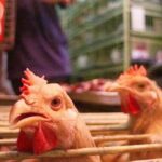 (H5N1) الطيور في البرازيل يهدد صادرات الدواجن العالمية