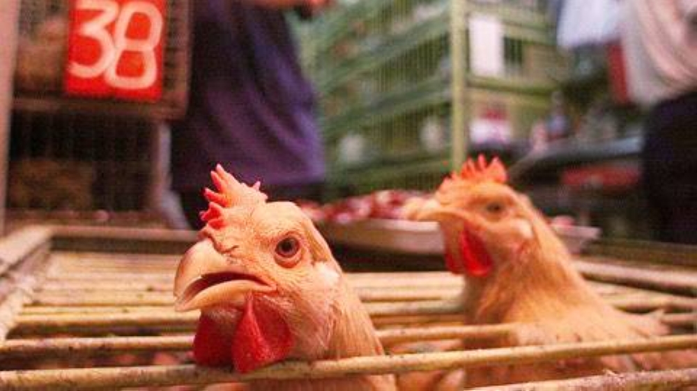 (H5N1) الطيور في البرازيل يهدد صادرات الدواجن العالمية