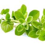 فوائد البردقوش: