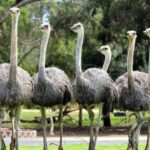 تدخل أمريكي لإنقاذ 300 نعامة كندية من الإعدام.. ما القصة؟