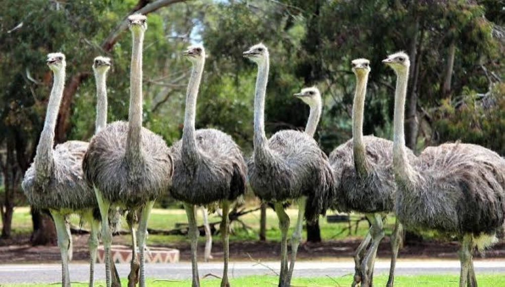 تدخل أمريكي لإنقاذ 300 نعامة كندية من الإعدام.. ما القصة؟ تدخل أمريكي لإنقاذ 300 نعامة كندية من الإعدام.. ما القصة؟