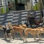 مدينة عراقية تسجل رقما قياسيا لضحايا الكلاب الضالة.. ما قصتها؟