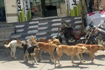 مدينة عراقية تسجل رقما قياسيا لضحايا الكلاب الضالة.. ما قصتها؟