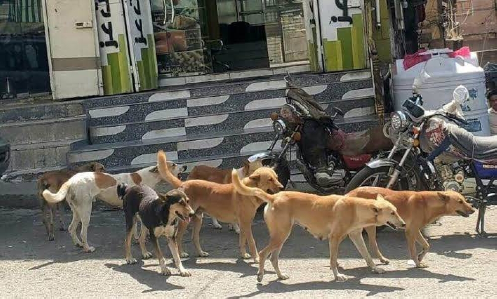 مدينة عراقية تسجل رقما قياسيا لضحايا الكلاب الضالة.. ما قصتها؟ مدينة عراقية تسجل رقما قياسيا لضحايا الكلاب الضالة.. ما قصتها؟