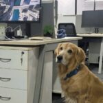 «دينفر» يسرق القلوب.. شركة هندية تعيّن «كلباً» مسؤولاً عن السعادة!