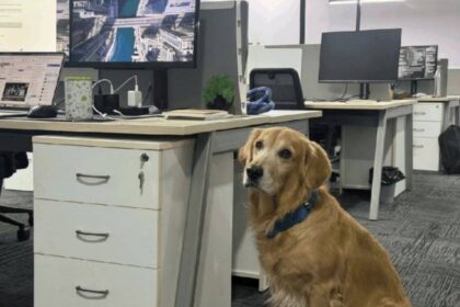 «دينفر» يسرق القلوب.. شركة هندية تعيّن «كلباً» مسؤولاً عن السعادة!