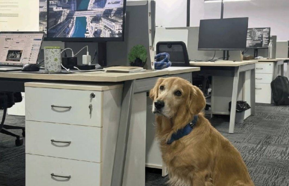 «دينفر» يسرق القلوب.. شركة هندية تعيّن «كلباً» مسؤولاً عن السعادة! «دينفر» يسرق القلوب.. شركة هندية تعيّن «كلباً» مسؤولاً عن السعادة!