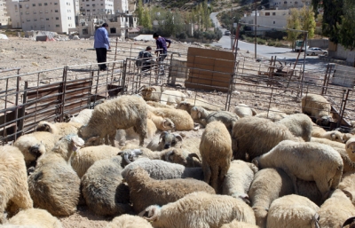 أمانة عمان: بدء استقبال طلبات حظائر بيع الأضاحي إلكترونياً غداً أمانة عمان: بدء استقبال طلبات حظائر بيع الأضاحي إلكترونياً غداً