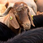 جمعية مربي المواشي: أسعار الأضاحي البلدية بين 220 و250 دينارا