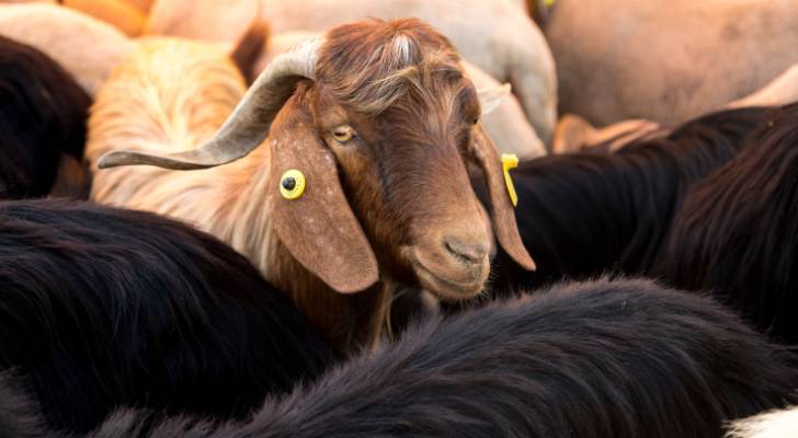 جمعية مربي المواشي: أسعار الأضاحي البلدية بين 220 و250 دينارا جمعية مربي المواشي: أسعار الأضاحي البلدية بين 220 و250 دينارا