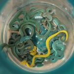 حاول تهريبها عبر مطار مومباي.. ضبط مسافر خبأ 47 أفعى سامة في أمتعته