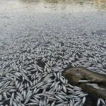 كارثة بيئية تهدد العراق.. نفوق جماعي للأسماك في النجف