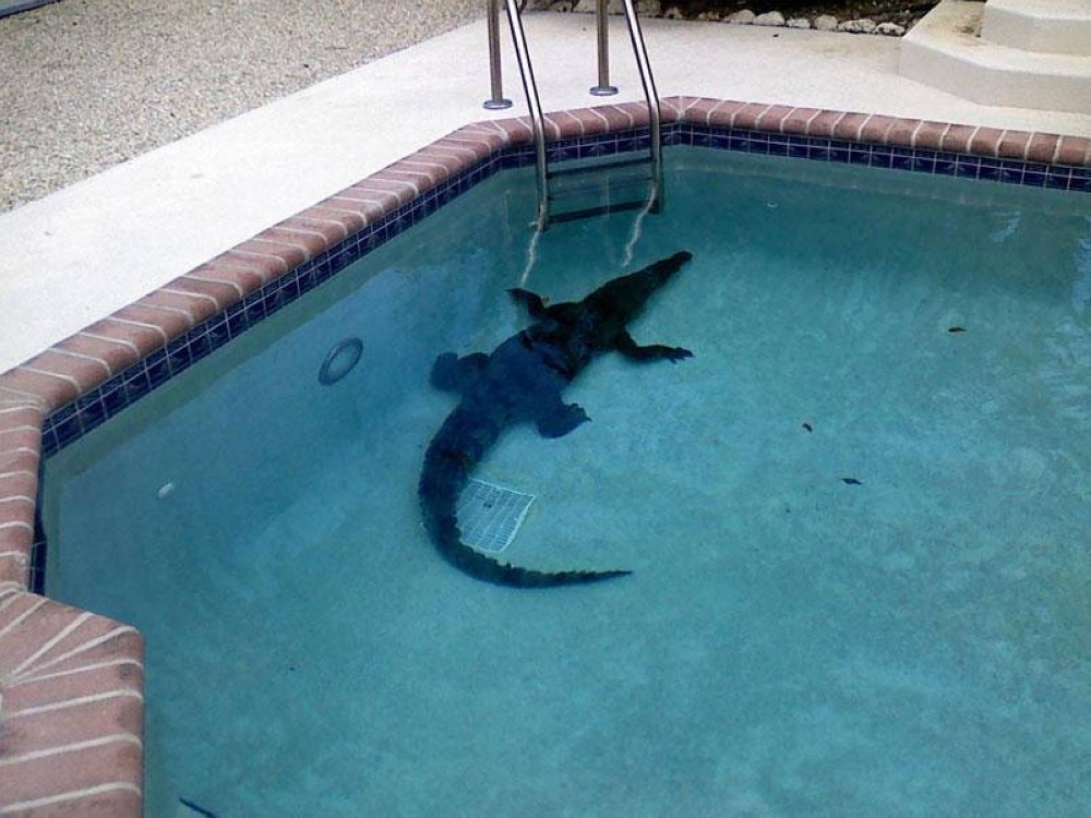 عائلة أمريكية تُفاجأ بضيف «غير مرغوب به» في المسبح عائلة أمريكية تُفاجأ بضيف «غير مرغوب به» في المسبح