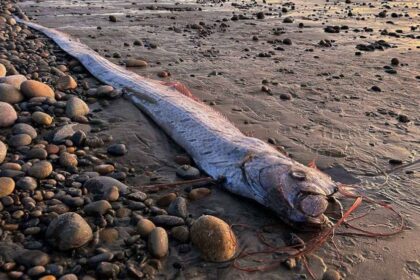 ظهور سمكة «يوم القيامة» على شاطئ في أستراليا
