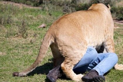 ناميبيا.. أسد ينقض على رجل أعمال ويلتهمه أمام أصدقائه