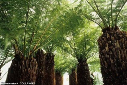 اكتشاف مذهل.. عالم مدفون تحت القارة القطبية منذ 34 مليون سنة