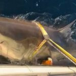 بطول 4 أمتار.. «قرش أبيض» على الشواطئ الأمريكية