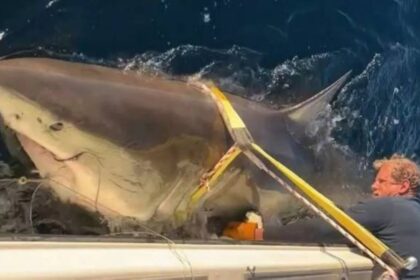 بطول 4 أمتار.. «قرش أبيض» على الشواطئ الأمريكية