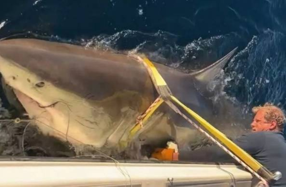 بطول 4 أمتار.. «قرش أبيض» على الشواطئ الأمريكية بطول 4 أمتار.. «قرش أبيض» على الشواطئ الأمريكية