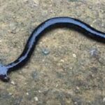 ديدان «شبيهة المطرقة» السامة تغزو ولاية أمريكية