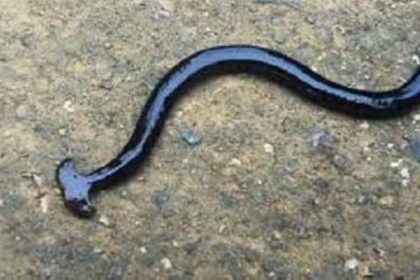 ديدان «شبيهة المطرقة» السامة تغزو ولاية أمريكية