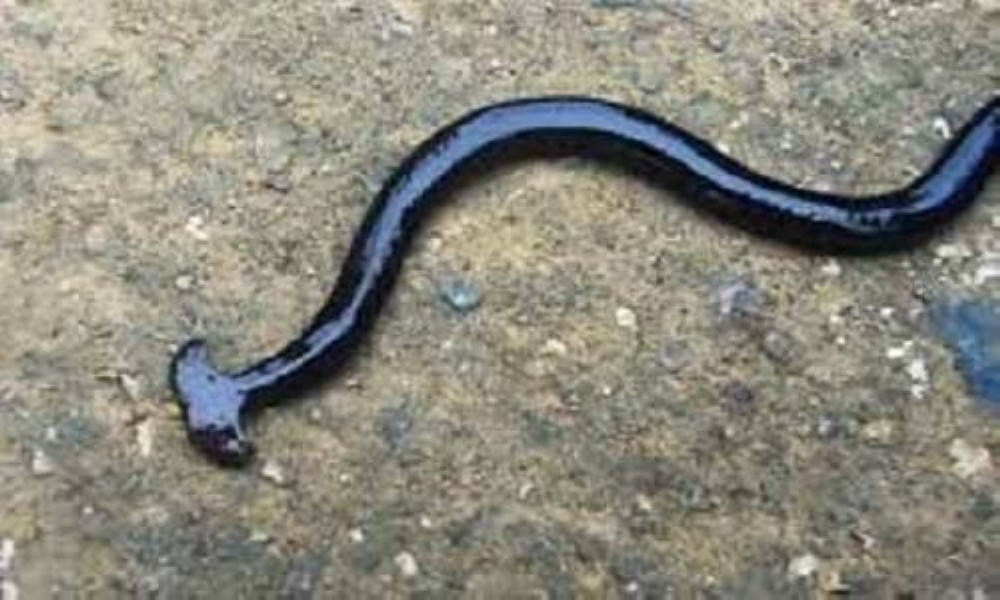 ديدان «شبيهة المطرقة» السامة تغزو ولاية أمريكية