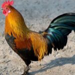 قرار مثير في لبنان.. بلدة ريفية تحظر صياح الديوك