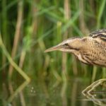 أزمة انقراض الطيور.. 482 نوعًا مهددًا خلال القرن القادم