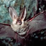 خفاش يثير الذعر في بريطانيا