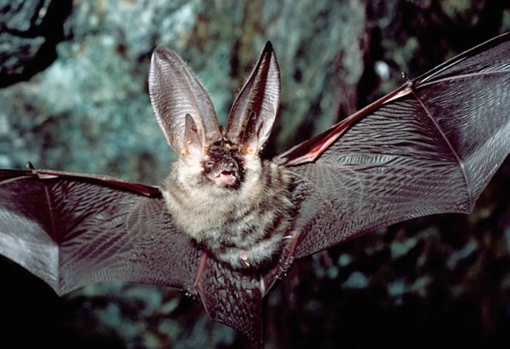 خفاش يثير الذعر في بريطانيا خفاش يثير الذعر في بريطانيا