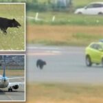 «زائر غير متوقع» يقتحم مطاراً يابانياً ويشلّ الحركة الجوية !