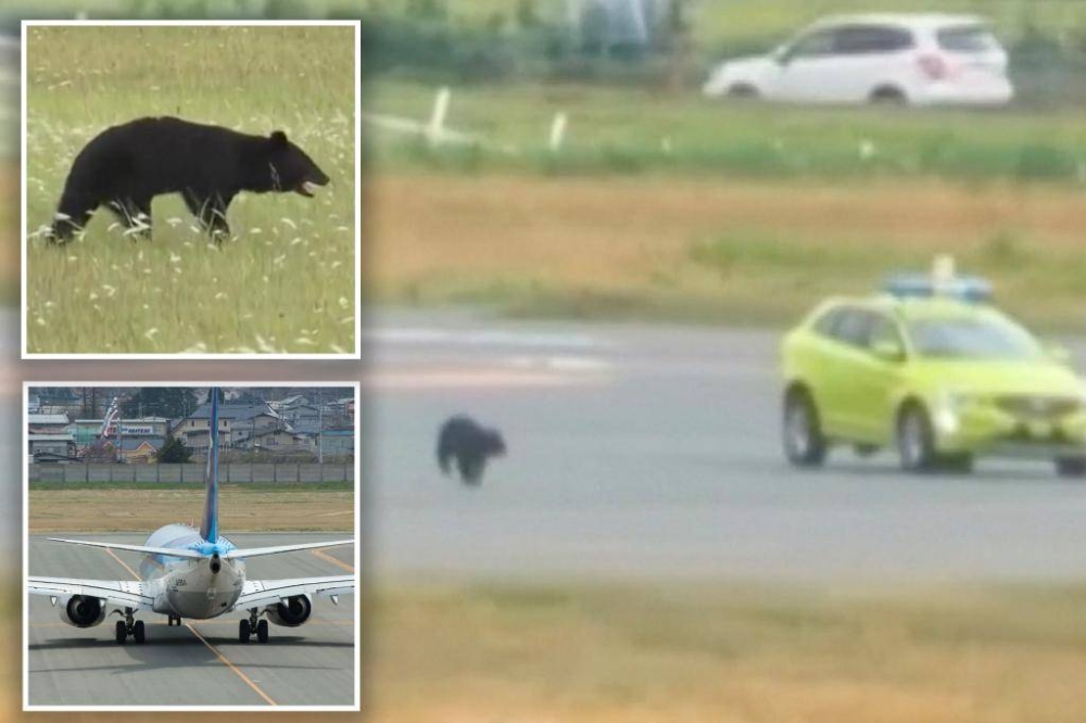 «زائر غير متوقع» يقتحم مطاراً يابانياً ويشلّ الحركة الجوية !