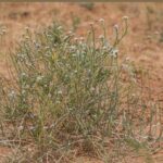 نبتة السليح الإسباني.. تزدهر رغم قسوة الرمال والجفاف