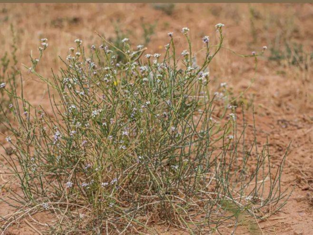 نبتة السليح الإسباني.. تزدهر رغم قسوة الرمال والجفاف نبتة السليح الإسباني.. تزدهر رغم قسوة الرمال والجفاف
