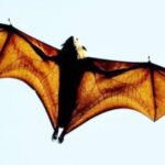 أخطر من «كورونا».. فايروسات جديدة في الخفافيش