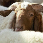 جمعية مربي المواشي: الطلب على الأضاحي ضمن مستوياته الطبيعية