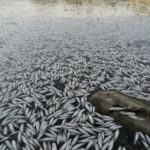 العراق.. نفوق غامص لآلاف الأسماك في النجف