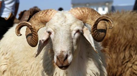 بلدية إربد تدعو المواطنين للتبليغ عن مخلفات الأضاحي لجمعها