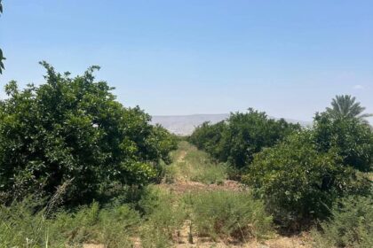 زراعة الأغوار الشمالية تدعو المزارعين للتحوط من آثار ارتفاع الحرارة