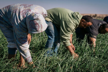 مؤسسة الإقراض الزراعي: 40 مليون دينار قيمة قروض ممنوحة في 6 أشهر
