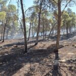 “زراعة الزرقاء”: لا أضرار في غابات العالوك جراء حريق الأعشاب