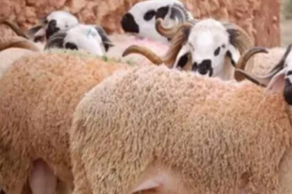 حماية المستهلك تدعو للالتزام بذبح الأضاحي في الأماكن المخصصة